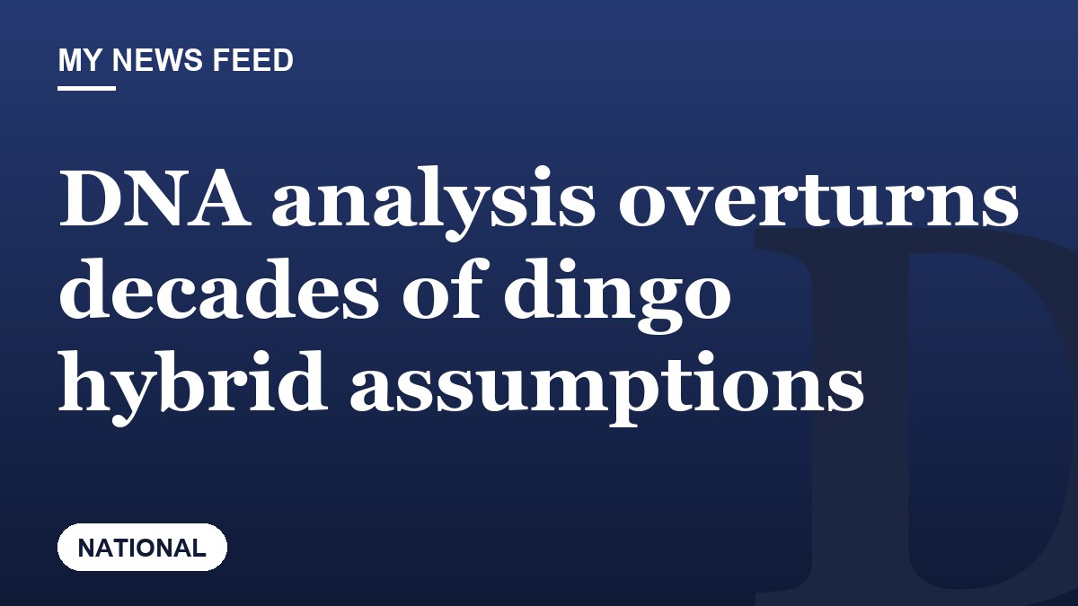 DNA analysis overturns decades of dingo hybrid assumptions