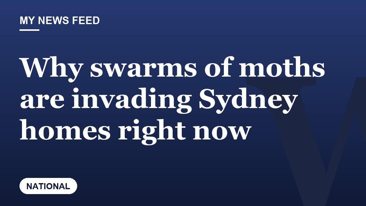 Why swarms of moths are invading Sydney homes right now
