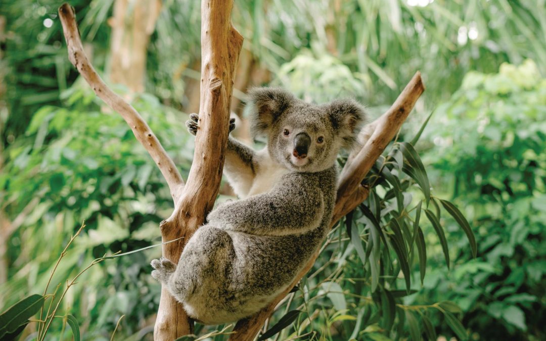 Logan locals asked to join Talking Wildlife webinar as citizen scientists to help survey koalas