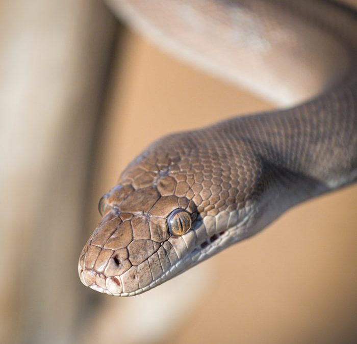 Two snake bites in Logan City
