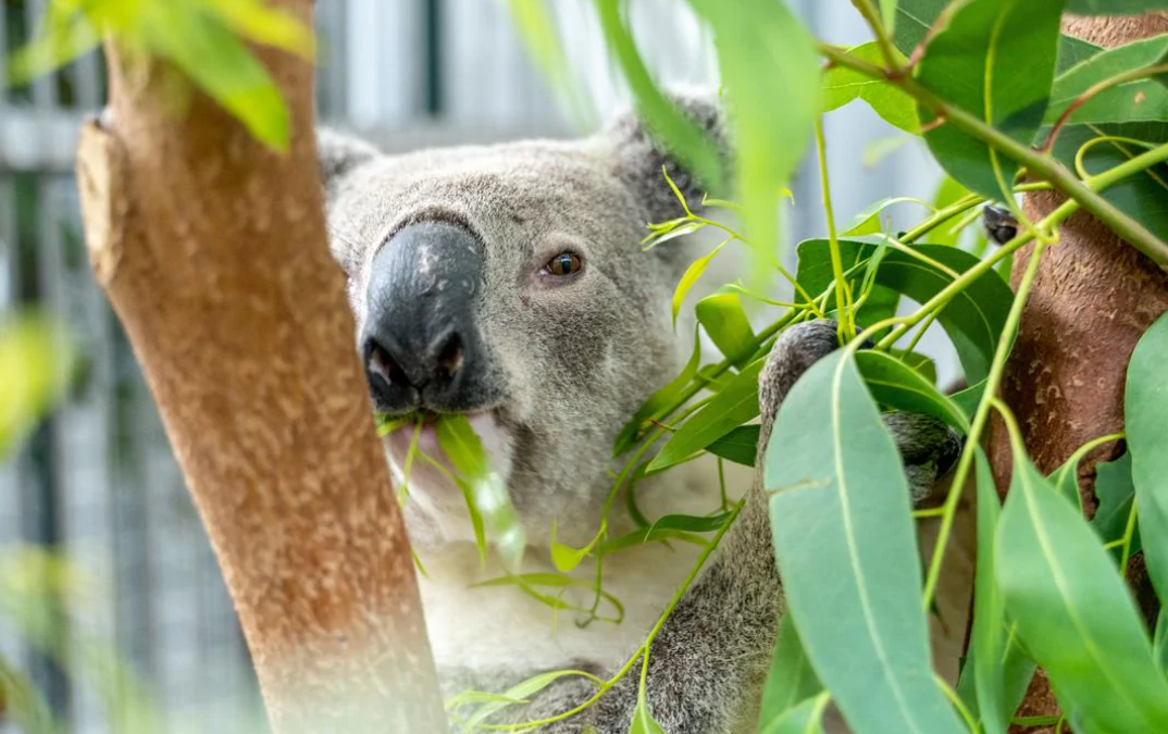 Visit Daisy Hill Centre to help support Save the Koala month