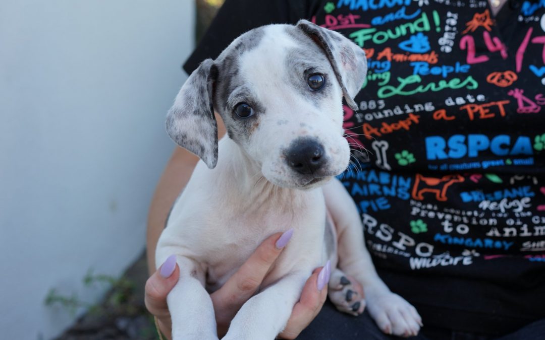 Have your say: Major overhaul on QLD animal welfare laws