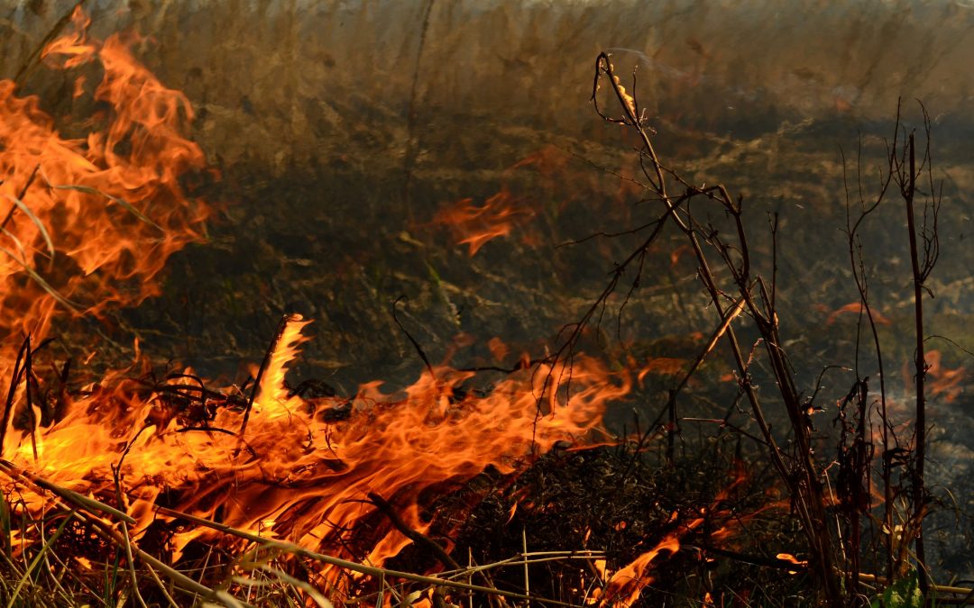 Growing bushfire in Scenic Rim