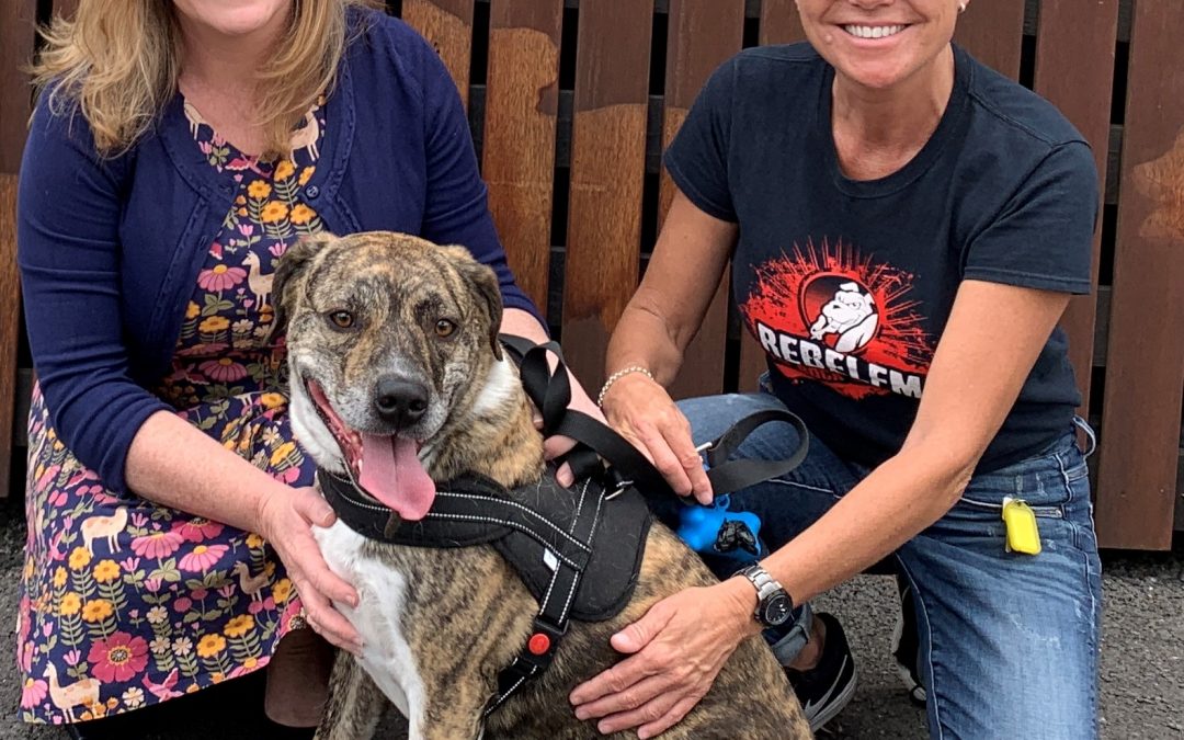 Logan City pet adoption encouraged