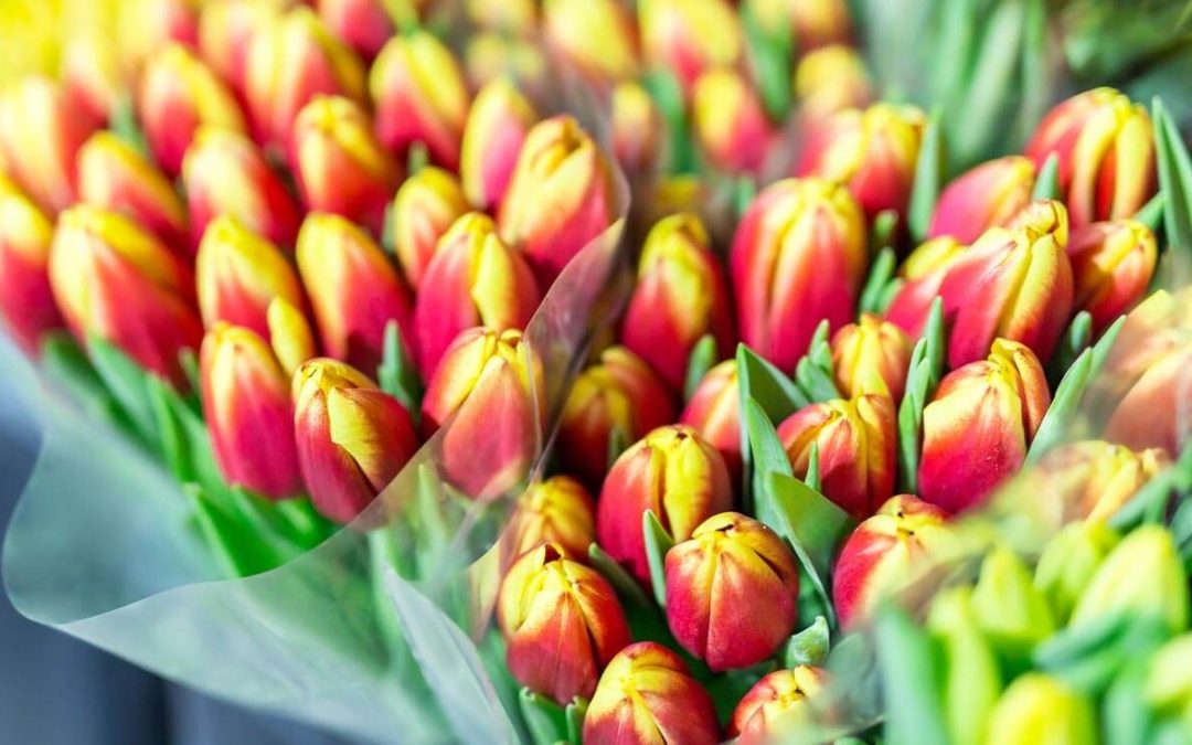 Logan business setting the standard for Australian flower industry