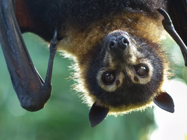 Have say on flying foxes in Scenic Rim