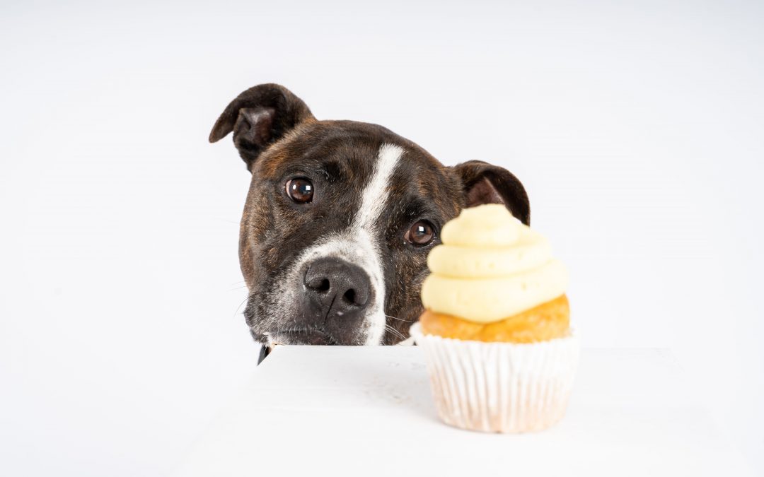 Cupcakes for Paws at Springwood