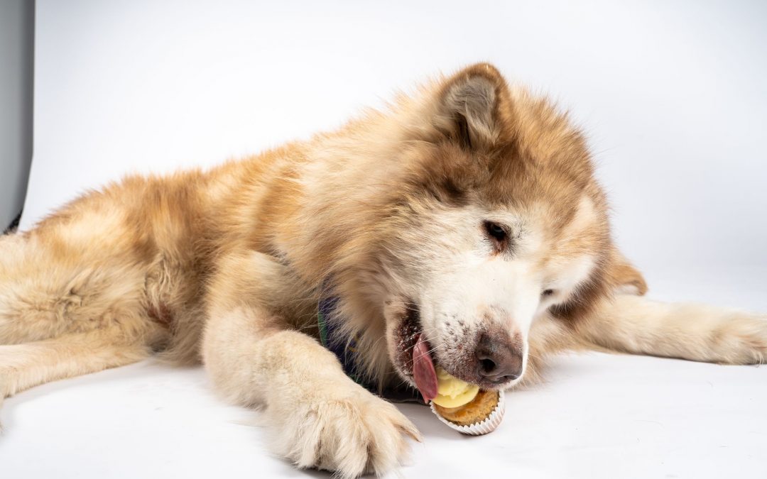 Logan City gears up for RSPCA Cupcake Day