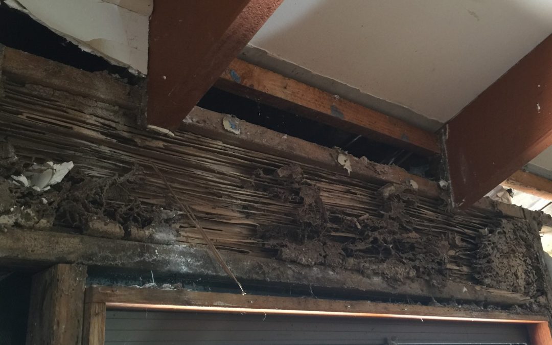 Termites on the move in Logan City