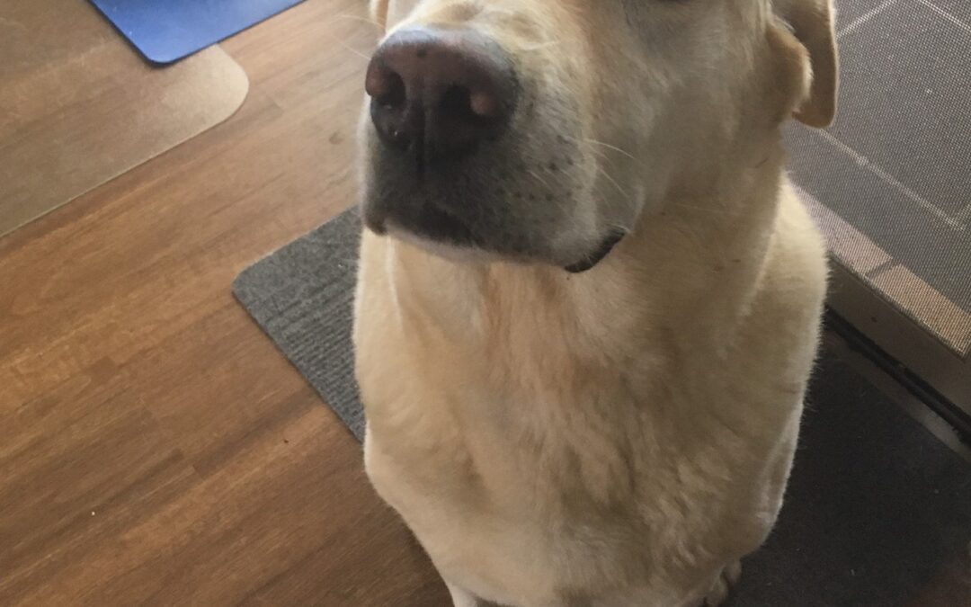 Renewed calls to report animaly cruelty