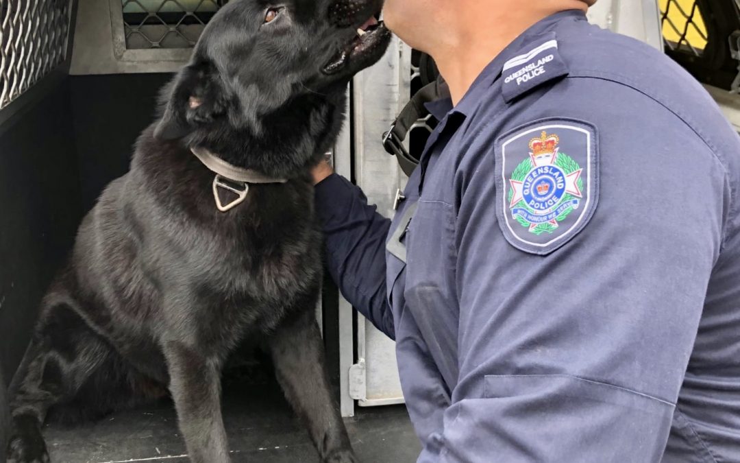 FOUND! – missing Logan City police dog doing well.
