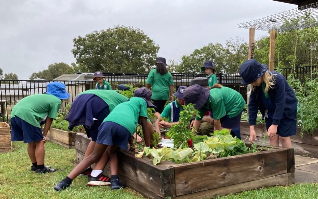 Pick of the Crop healthy eating pilot program launched in Logan