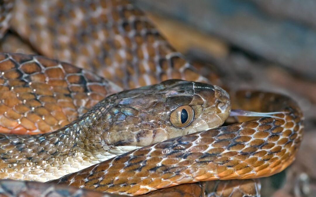 Woman bitten by snake in Logan City