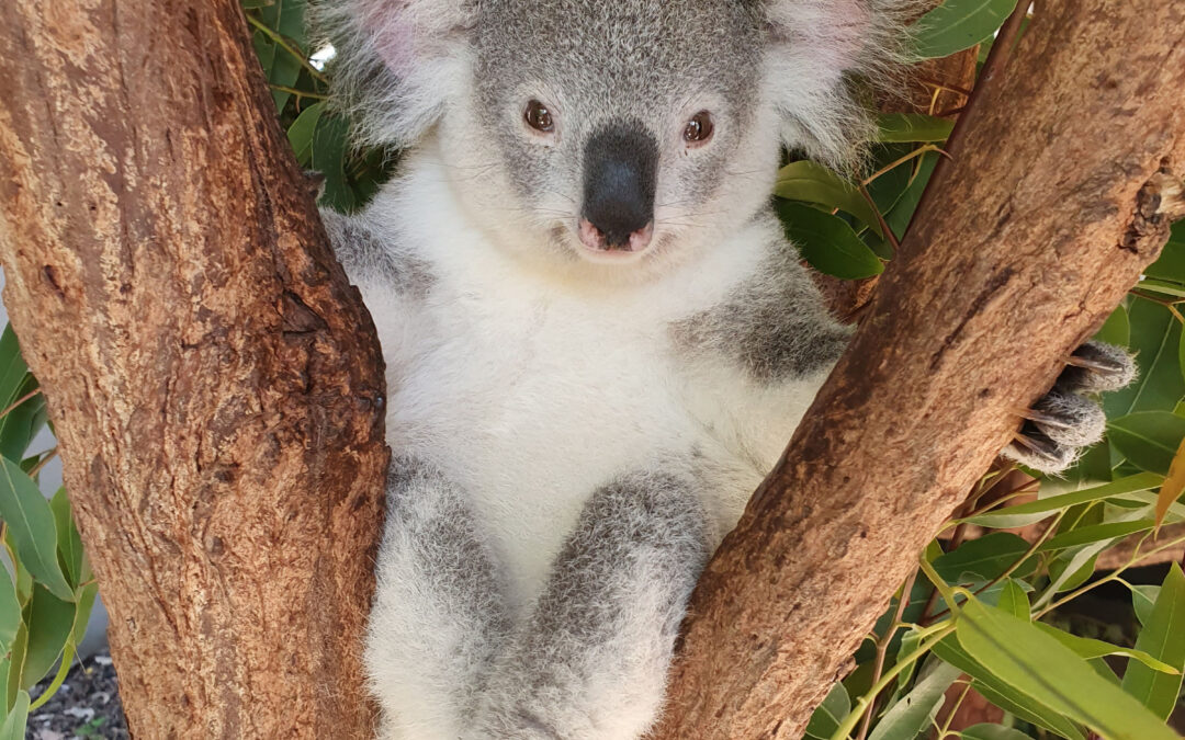 Logan’s Koala Conservation Centre: The Daisy Hill Koala Centre