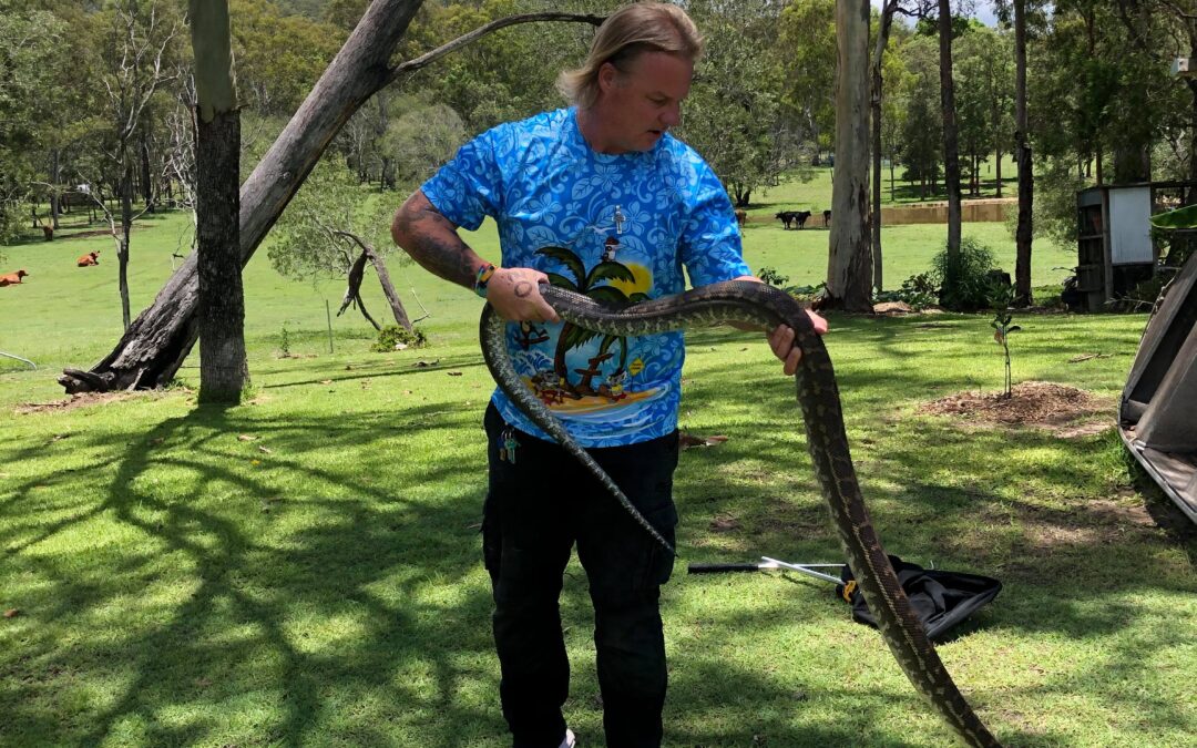 Logan City snake catcher’s heaviest snake yet