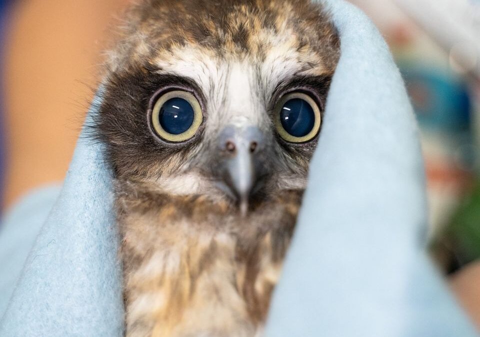 RSPCA Wacol Wildlife Hospital busier than ever