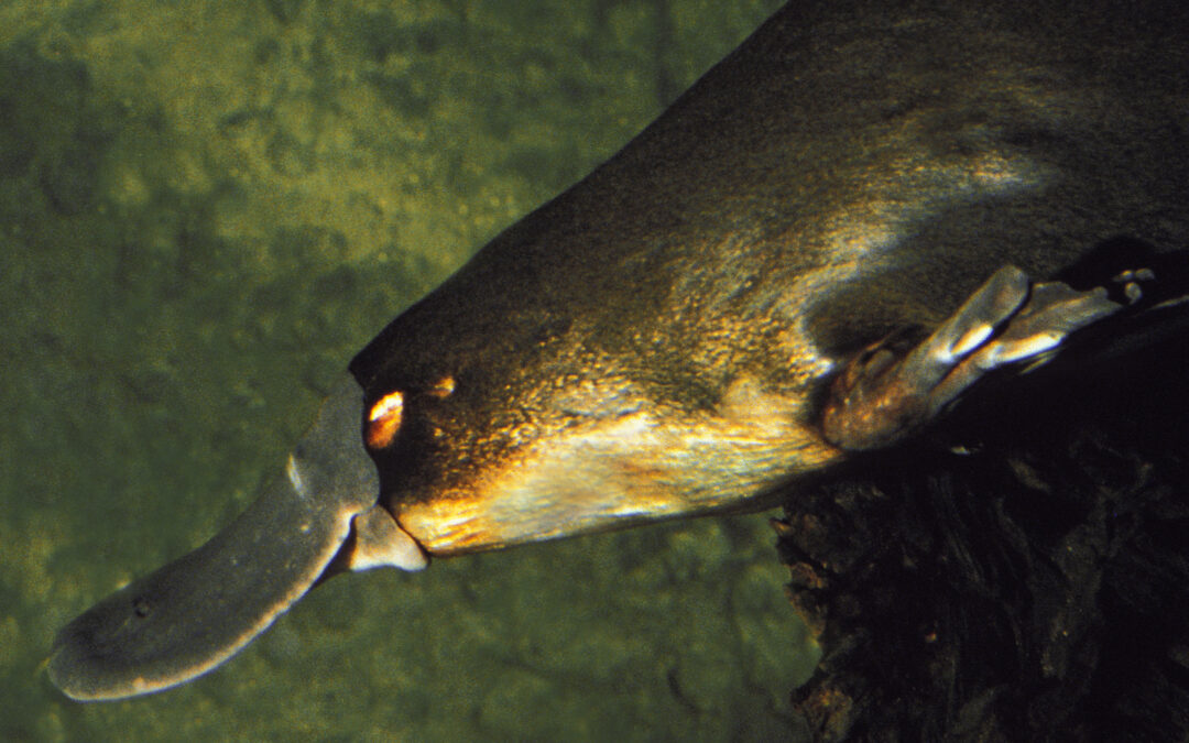 Platypus populations have disappeared from two Logan City waterways