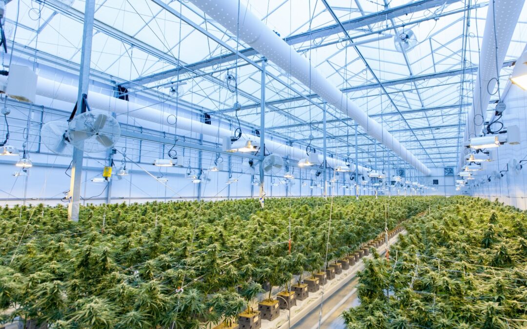 Cannabis farm to be built in Scenic Rim