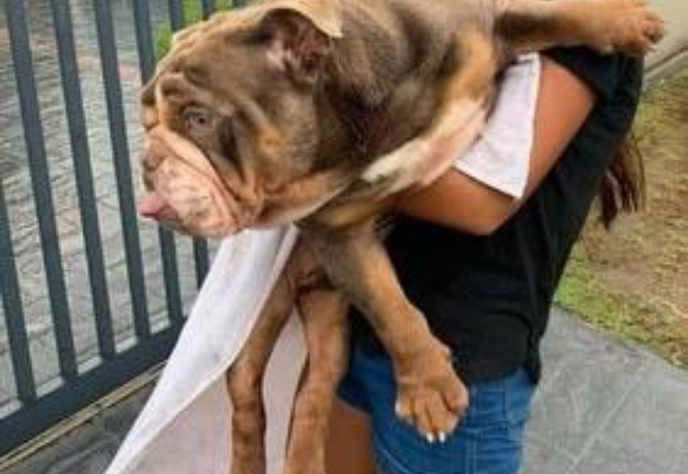 Reward for return of “Biggie”