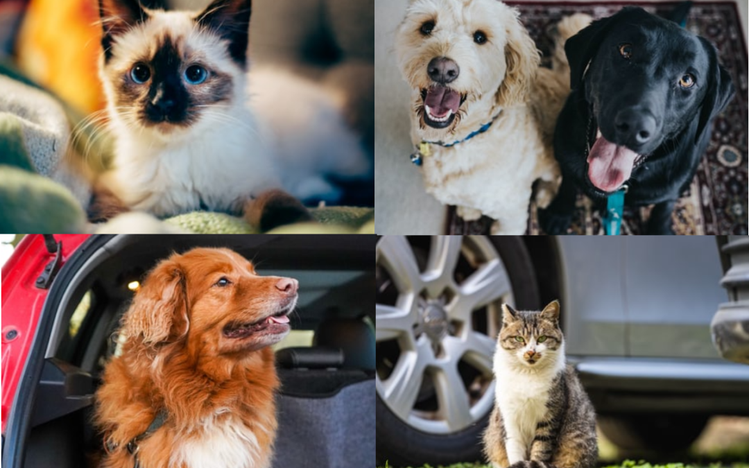 RSPCA needs drivers