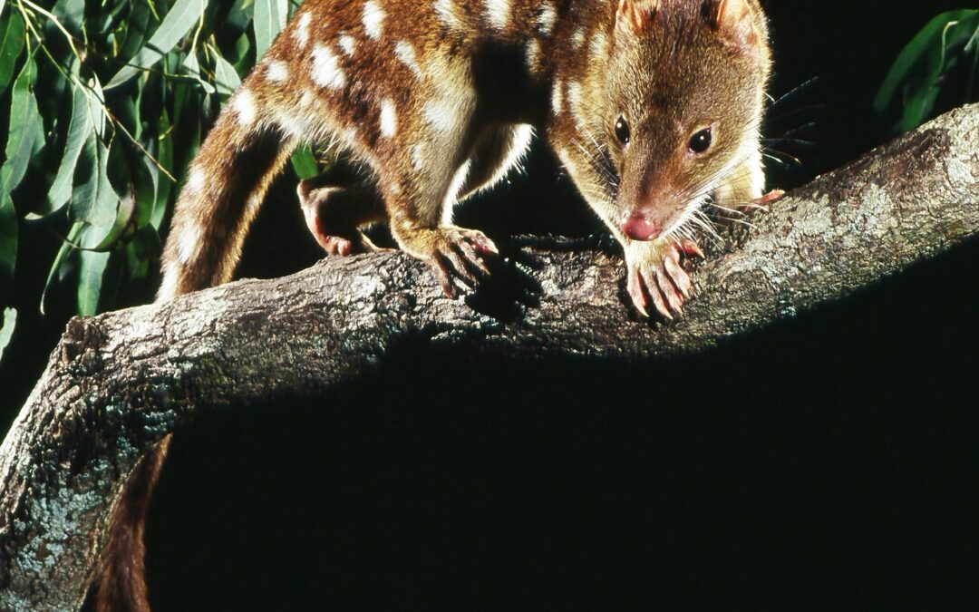 CONFIRMED: Logan City home to an endangered quoll
