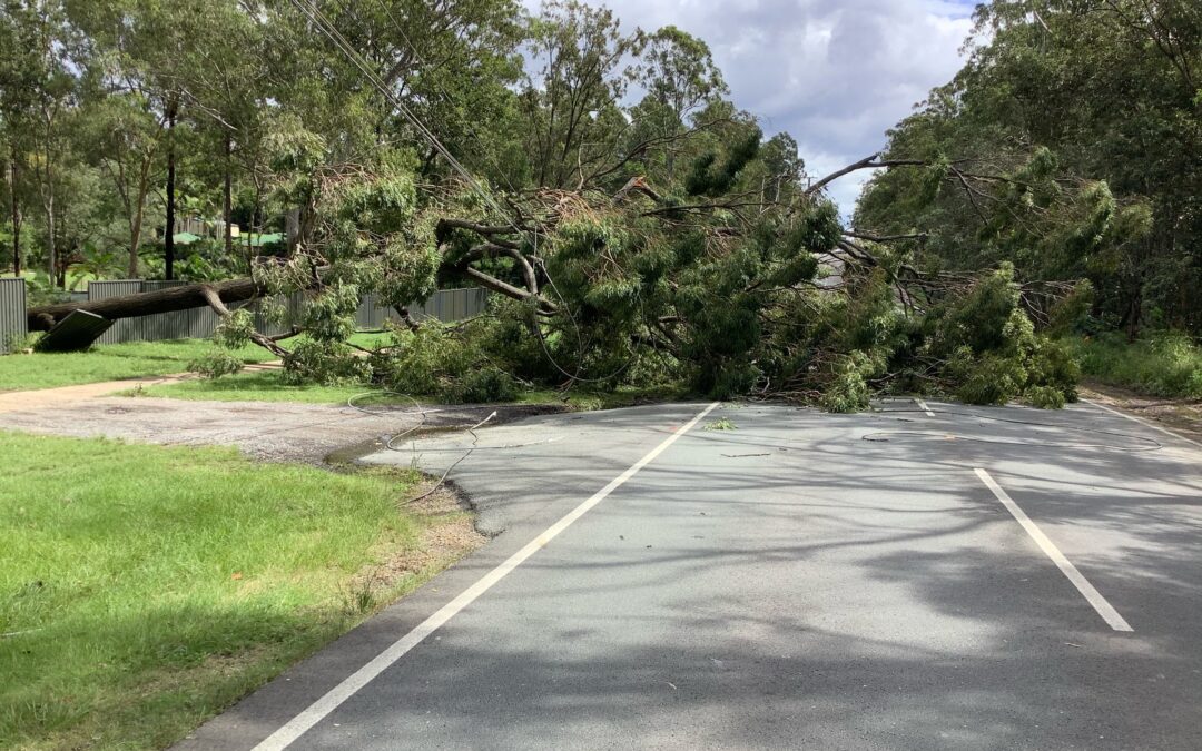 A fallen tree is no longer blocking a Logan City road