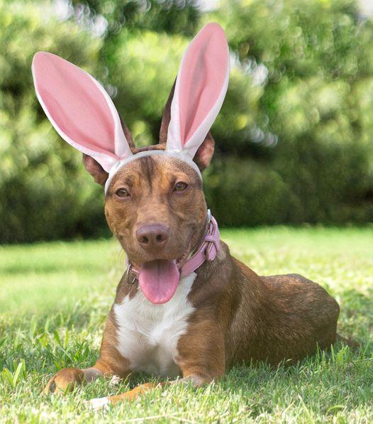 Warning for Logan City pet owners ’50g of chocolate can kill your dog’