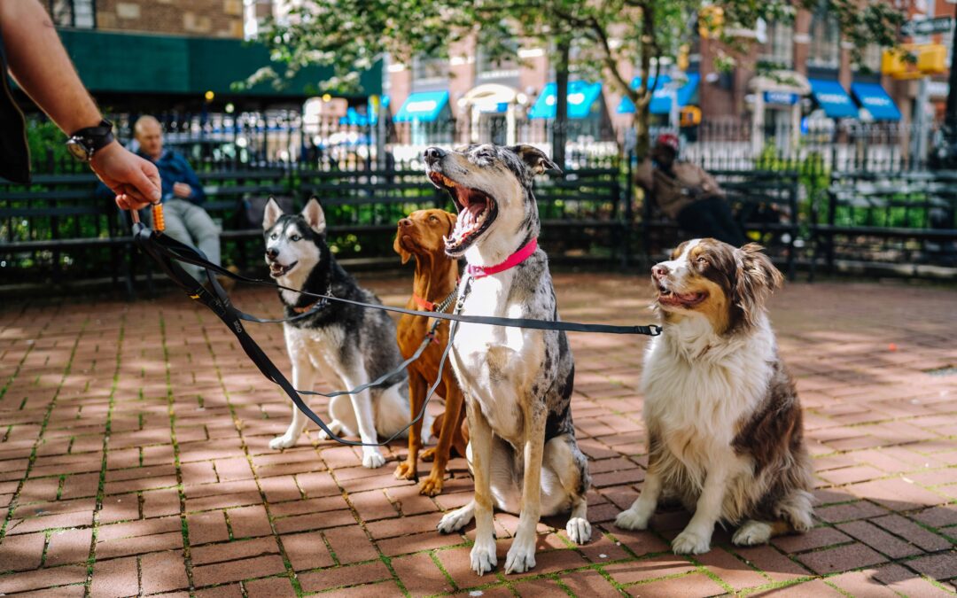 Logan locals encouraged to join this year’s RSPCA’s Million Paws Walk