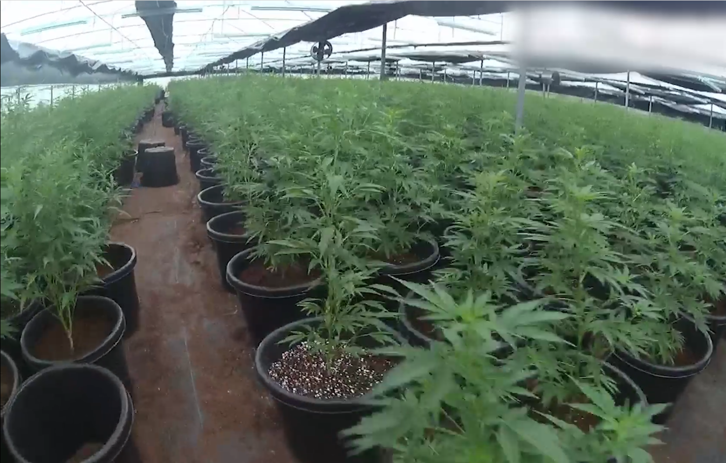 25m cannabis operation