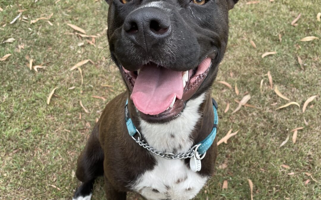 AWLQ’s Pet of the Week | Meet Frodo, the American Staffy / German Shepherd