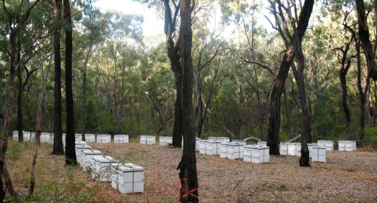 Queensland Beekeepers Association