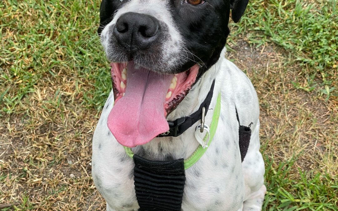 AWLQ’s Pet of the Week | Meet Dazy, the Bullmastiff Boxer