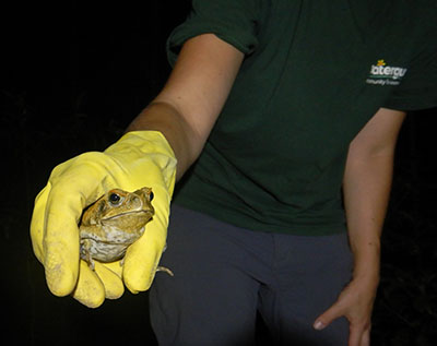 Cane toad control at Eagleby Wetlands