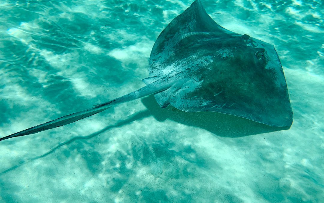 Ever got up close to a nurse shark? Or felt the slimy skin of a sting ray? Head to Logan’s Shark and Ray Gardens