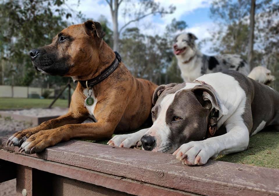 Support shown for animal keeping site