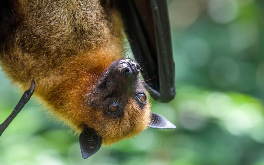 Logan flying foxes test positive to virus