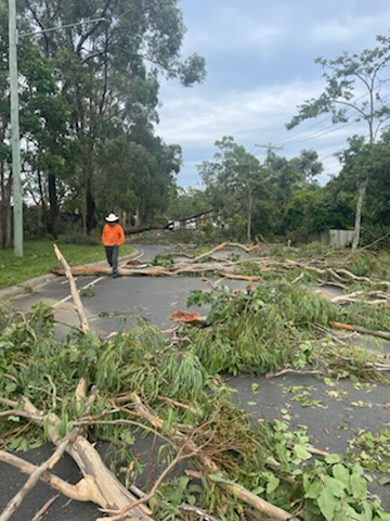 Trees fall across Woodridge and Logan Central