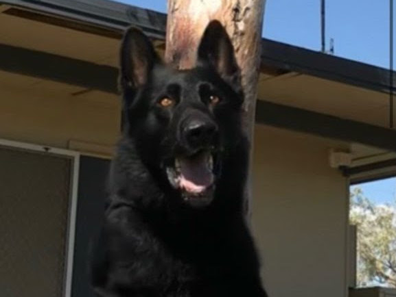 Fur-ocious police dog calls it a day