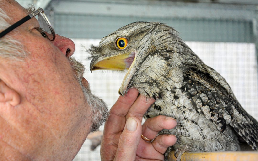 Funding grants available for Logan wildlife carers