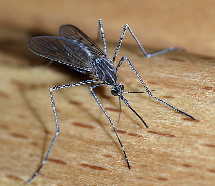 Mozzie battle includes blitz on 760 sites