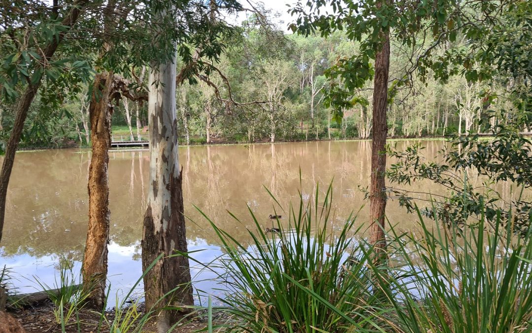 Underwood Park Lagoon set for upgrade