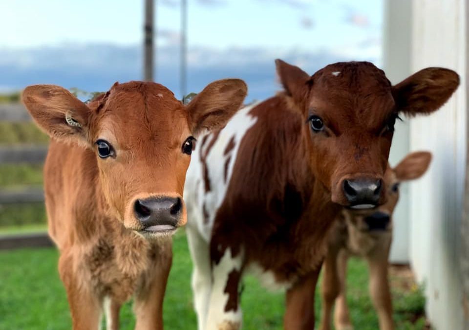 Til The Cows Come Home: Munruben calves looking for forever home