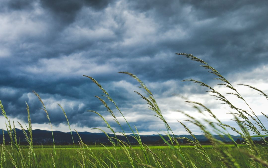Logan and the Scenic Rim battered by strong winds and power outages