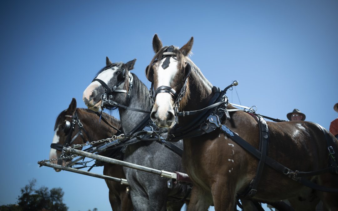 Scenic Rim Clydesdale Spectacular at Boonah in June
