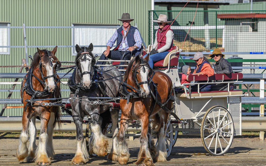 Clydesdale Spectacular gets financial support from Scenic Rim Regional Council