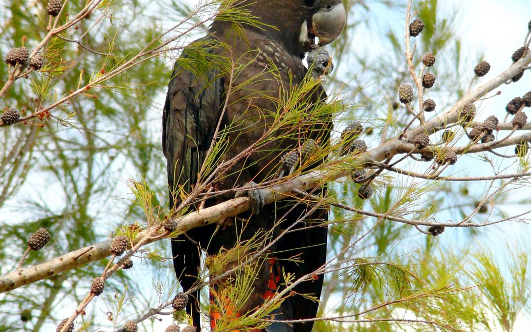 Scenic Rim environmental funding boosted in the budget